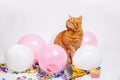 Red british cat in a birthday confetti and balloons Royalty Free Stock Photo