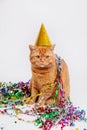 Red british cat in a birthday hat and confetti on white background Royalty Free Stock Photo