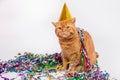 Red british cat in a birthday hat and confetti on white background Royalty Free Stock Photo