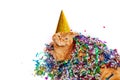 Red british cat in a birthday hat lying in confetti on white background Royalty Free Stock Photo