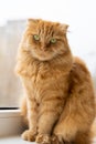 Red british ginger fold cat with green eyes sitting on the windowsill.