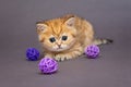 Red British kitten playing with balls Royalty Free Stock Photo