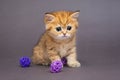 Red British kitten playing with balls Royalty Free Stock Photo