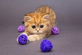 Red British kitten playing with balls Royalty Free Stock Photo