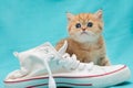 Red British kitten and white sneakers Royalty Free Stock Photo