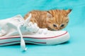 Red British kitten and white sneakers Royalty Free Stock Photo