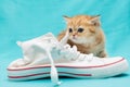 Red British kitten and white sneakers Royalty Free Stock Photo