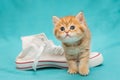 Red British kitten and white sneakers Royalty Free Stock Photo