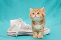 Red British kitten and white sneakers Royalty Free Stock Photo