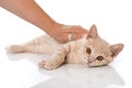 Red kitten is caressed on white background