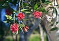 Red Broad-leaved Paperbark flowers, Melaleuca viridiflora, Royalty Free Stock Photo