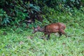 Red Brocket Deer in Cockscomb Basin Wildlife Sanctuary, Beliz