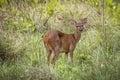 Red Brocket deer, Pantanal Wetlands, Mato Grosso, Brazil Royalty Free Stock Photo