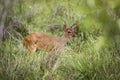 Red Brocket deer, Pantanal Wetlands, Mato Grosso, Brazil Royalty Free Stock Photo