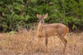 Red Brocket Deer looking at camera