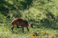 Red brocket deer Royalty Free Stock Photo