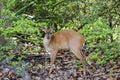 Red brocket in the forest, Pantanal Wetlands, Mato Grosso, Brazil Royalty Free Stock Photo