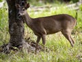 Red brocket, Mazama temama, one of the few deer representatives in Central America. Costa Rica Royalty Free Stock Photo