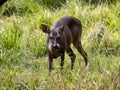 Red brocket, Mazama temama, one of the few deer representatives in Central America. Costa Rica Royalty Free Stock Photo