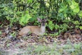 Red brocket, resting in the forest, Pantanal Wetlands, Mato Grosso, Brazil Royalty Free Stock Photo