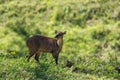 Red brocket Royalty Free Stock Photo