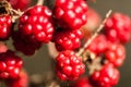 Red brombeere berries Royalty Free Stock Photo