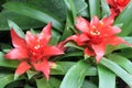 Red Bromelia Flowers Plants Royalty Free Stock Photo