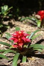 Red Bromeliad blooms in summer Royalty Free Stock Photo