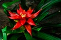 Red Bromeliad