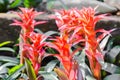 Red bromeliad in bromeliad garden.