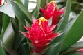 Red Bromeliad