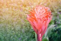Red Bromeliad Plants Flower blooming in the garden Soft Focus