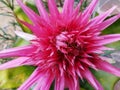 Red of Bromeliad Vriesea flower with leaves Royalty Free Stock Photo