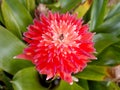 Red Bromeliads Flower