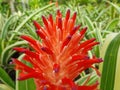 Red bromeliads flower