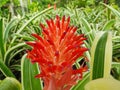 Red bromeliads flower Royalty Free Stock Photo