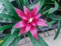 Red bromeliads flower. Royalty Free Stock Photo