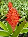 Red bromeliads flower