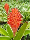 Red bromeliads flower Royalty Free Stock Photo