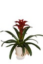 Red bromeliads flower on white background Royalty Free Stock Photo