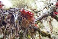 Red bromeliads on a tree