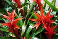 Red bromelias in a greenhouse