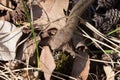 Red bronze color smooth snake Coronella austriaca mimics pattern of dry yellow leafs. Young reptile at spring sun