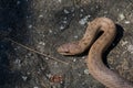 Red bronze color smooth snake Coronella austriaca on stone background. Reptile on a granite rock