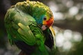 Red-browed Amazon Parrot Royalty Free Stock Photo