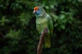 Red-browed Amazon Parrot Royalty Free Stock Photo