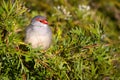 Red-browed Finch Royalty Free Stock Photo
