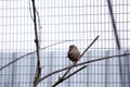 the red browed finch is in an avairy