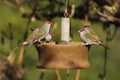 Red Browed Finch Royalty Free Stock Photo