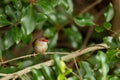 A Red-browed Finch with his red mask Royalty Free Stock Photo